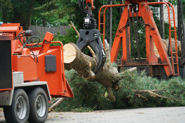 How Our Tree Care Process Works  in  Glenshaw, PA